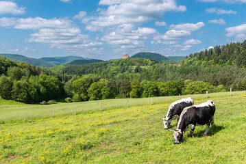Zwei schwarz-weisse Vogesenrinder grasen in der Sonne auf einer Wiese am Gimbelhof vor bewaldeten Bergen des fr&uuml;hlingshaften Wasgaus und der Burgruine Fleckenstein auf einem Sandsteinfelsen