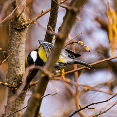Portrait of an european tit sitting on a branch in au wädenswil zurich, switzerland