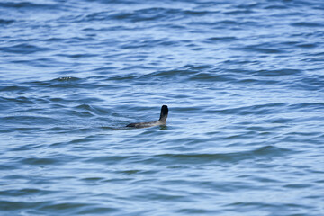 Fototapeta premium duck swimming on the zurich lake