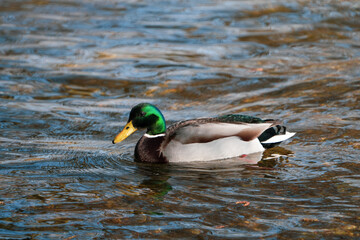 portrait of an european mallard swimming in the water