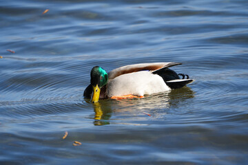 portrait of an european mallard swimming in the water