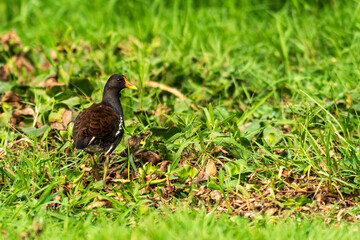 Eurasian Moorhen near the lake, India