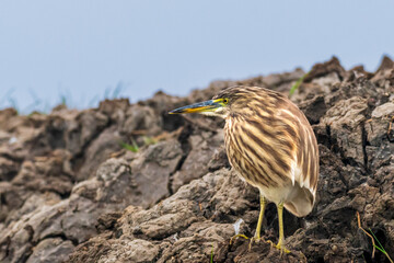 Pond Heron on rock near the lake
