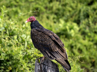 A Turkey Vulture, Cathartes aura, sits on a dry log and observes the surroundings. Colombia
