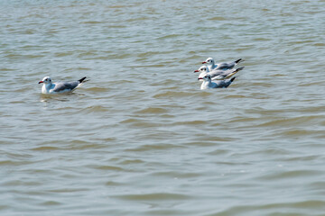 Follow me  Slender Billed Gull in the lake. India