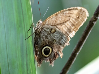 Fototapeta premium A large tropical butterfly sits on a green leaf. Colombia