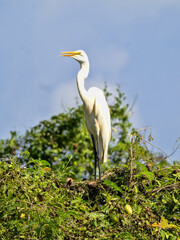 Great White Egret, Egretta alba, foraging in a marsh, Wakata Biopark, Colombia