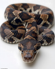 Obraz premium Coiled Royal Python Showcasing Natural Patterns