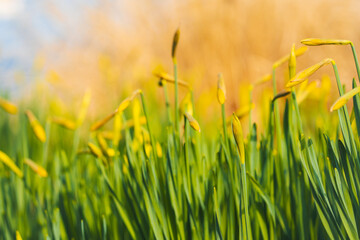 wallpaper of narcissus in spring, just before it blooms, in au, wädenswil, zürich switzerland