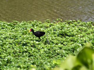 Wattled jacana, Jacana jacana,foraging in a swamp, Colombia.