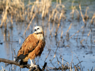 Black-collared hawk, Busarellus nigricollis, sits on a branch over water and waits for food, Colombia