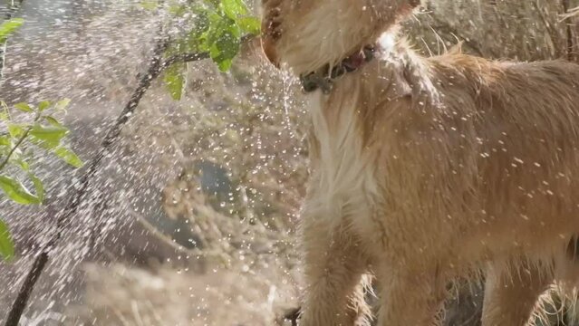 Slow Motion of young Golden Retriever dog splashing and playing with water at the garden. 200fps, LUT recording for better color correction option.