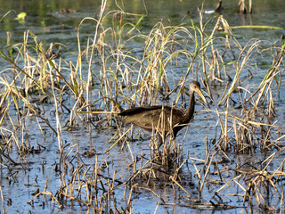 Glossy Ibis, Plegadis falcinellus, foraging in water, Colombia
