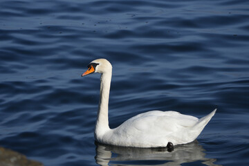 Portrait of a european swan in sunlight in zurich see, zurich lake, switzerland