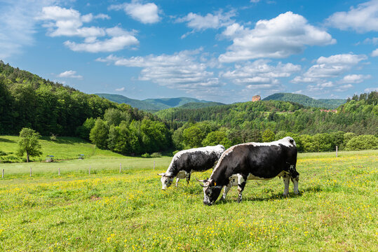 Zwei schwarz-weisse Vogesenrinder grasen in der Sonne auf einer Wiese am Gimbelhof vor bewaldeten Bergen des fr&uuml;hlingshaften Wasgaus und der Burgruine Fleckenstein auf einem Sandsteinfelden