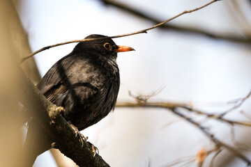 portrait of a blackbird (amsel, merel) in au, zurich, switzerland - swiss black bird
