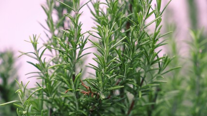 closeup of a rosemary plant - green background