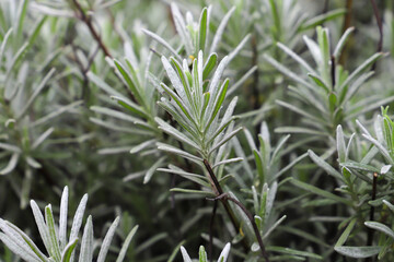 Naklejka na ściany i meble closeup plant of lavender plants