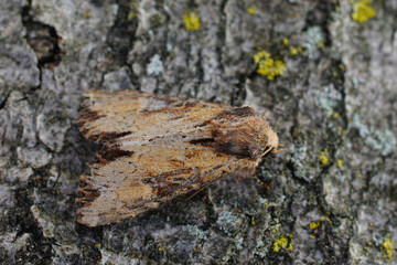 Closeup on a pale colored Clouded Bordered Brindle, Apamea crenata sitting on a piece of bark