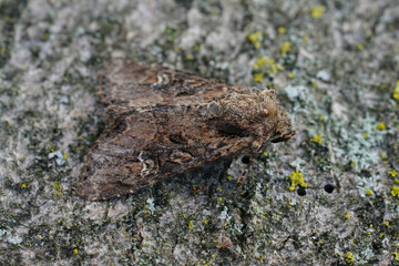 Closeup shot of a small clouded brindle moth, Apamea unanimis on a tree trunk with bark texture...