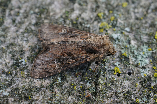 Closeup shot of a small clouded brindle moth, Apamea unanimis on a tree trunk with bark texture background