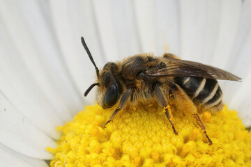 Closeup on a female Short-fringed Mining Bee, Andrena dorsata on a yellow flower