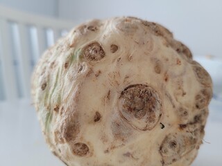 One raw celery root in the kitchen.