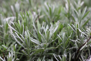 closeup plant of lavender plants