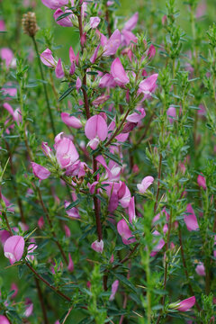 Natural vertical closeup on a pink flowering Common European restharrow, Ononis repens