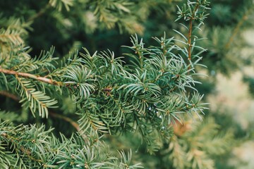 close up of yew  needles. coniferous plant. branches of a yew