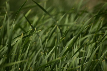 Up close Field of green fall grass