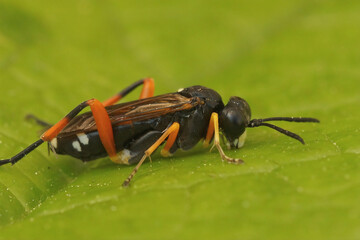 Closeup on a colorful European sawfly, Macrophya rufipes, sitting on a green leaf