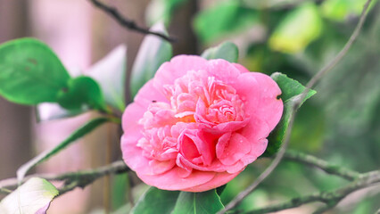 close-up of a camellia flower