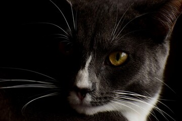 Gray and white gold eyes photographic cat