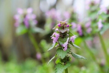 flowers in spring. close-up of Red Dead nettle. flowering, spontaneous plant