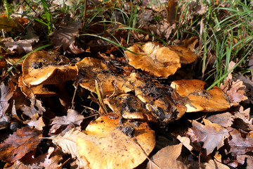 Lactarius deliciosus (Saffron Milkcap) growing through the autumn litter on a forest floor

