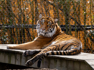 Memphis Zoo Tiger 