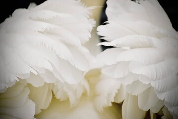 Fototapeta premium Angelic swan wings 