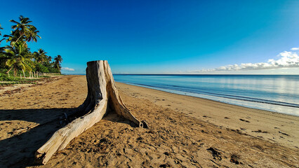 Old tree trunk on a beach at the sunrise - obrazy, fototapety, plakaty