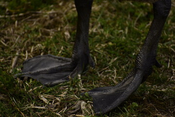 Upclose look at goose legs and feet