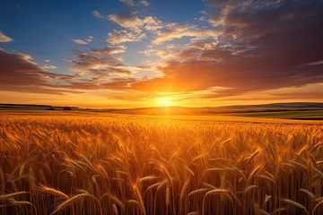 Foto op Canvas Summer Sunrise Over Golden Fields: Beautiful Rural Landscape With Colorful Sky and Sun © Serhii