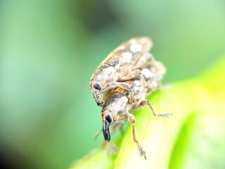 Curculionoidea Bug Is Mating