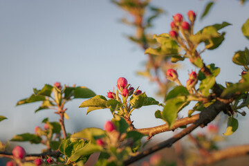 red berries on a branch. close-up of blossoming apple tree against sky background. blossoming apple tree in the garden. pink blossom of an apple tree against the sky. close-up of blossoming apple tree