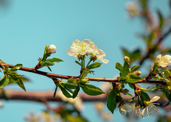 branch of a tree with flowers. cherry blossom against sky. flowers on sky