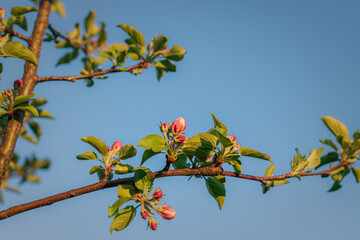 close-up of blossoming apple tree against sky background. blossoming apple tree in the garden. pink blossom of an apple tree against the sky. close-up of blossoming apple tree on branch against blue s