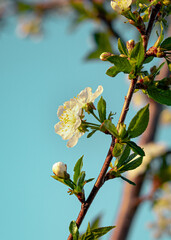 branch of a cherry. branch of a tree with flowers. cherry blossom against sky. flowers on sky