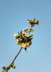 close-up of cherry blossoms against a clear sky. cherry blossoms in the garden. white cherry blossom against the sky. close-up of a cherry blossom on a branch against a blue sky