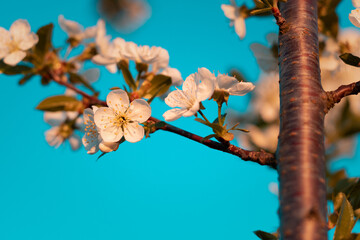 cherry blossom against sky. close-up of cherry blossoms against a clear sky. cherry blossoms in the garden. white cherry blossom against the sky. close-up of a cherry blossom on a branch against