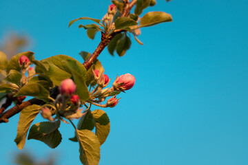 close-up of blossoming apple tree against sky background. blossoming apple tree in the garden. pink blossom of an apple tree against the sky