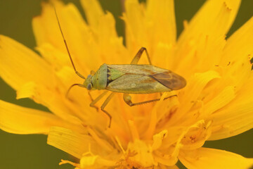Closeup on a green Miridae plant bug, Closterotomus norwegicus sitting in a yellow fower